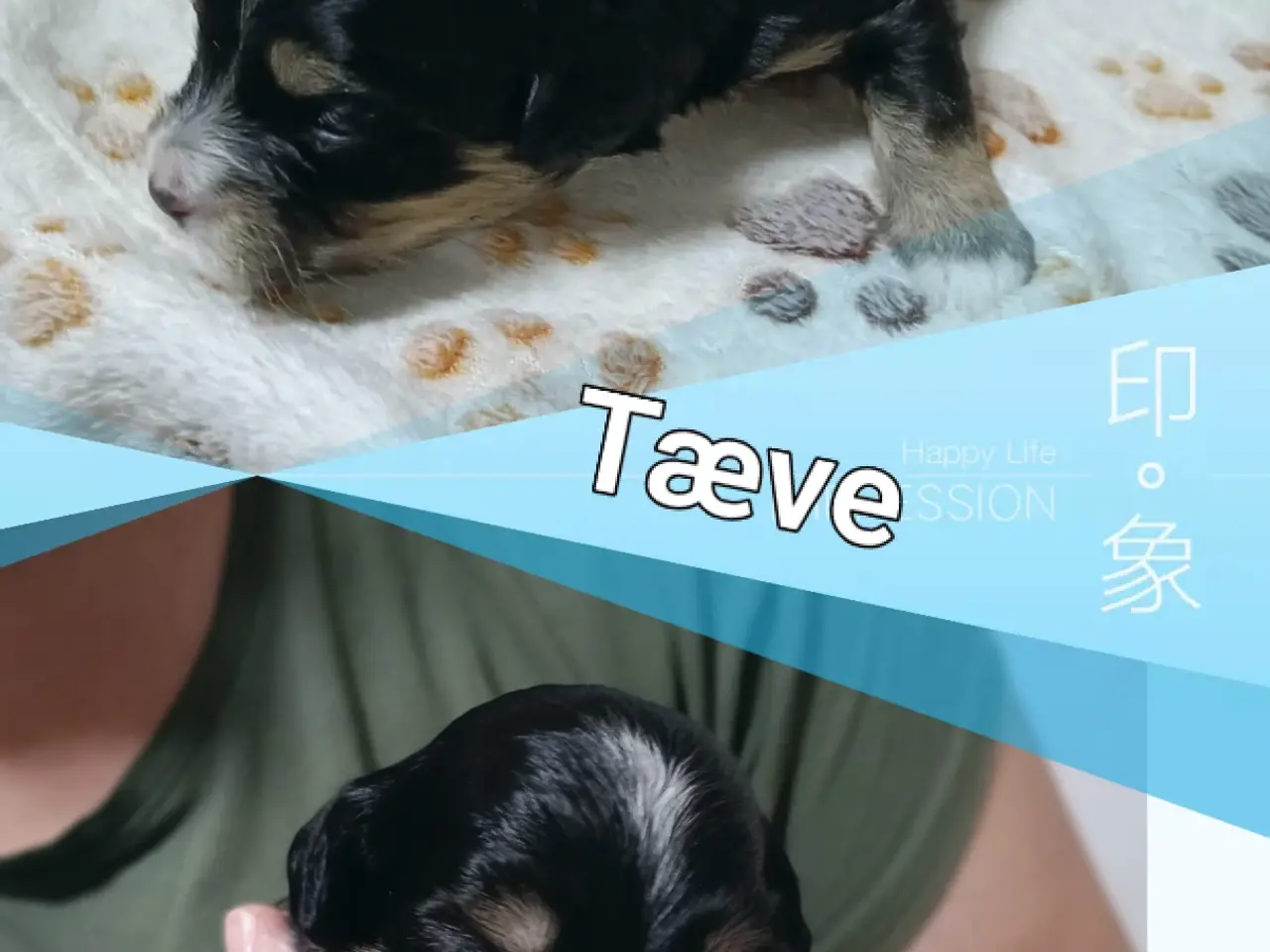 Billede 2 - Bichon havaneser bl.