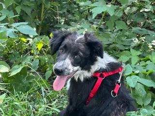 Vi mangler et nyt hjem🐶 - 4