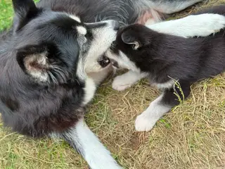 Blandingshvalpe Husky / Malamute/ Samojede - 4