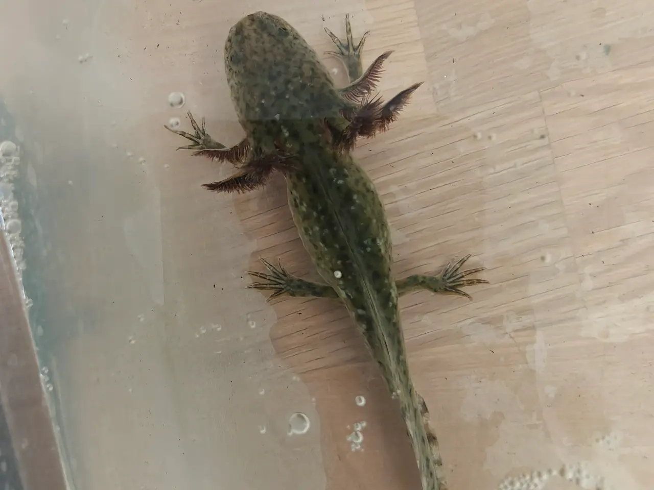 Billede 1 - Axolotl unger