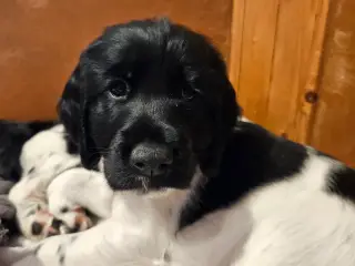 Springer spaniel 8 uger
