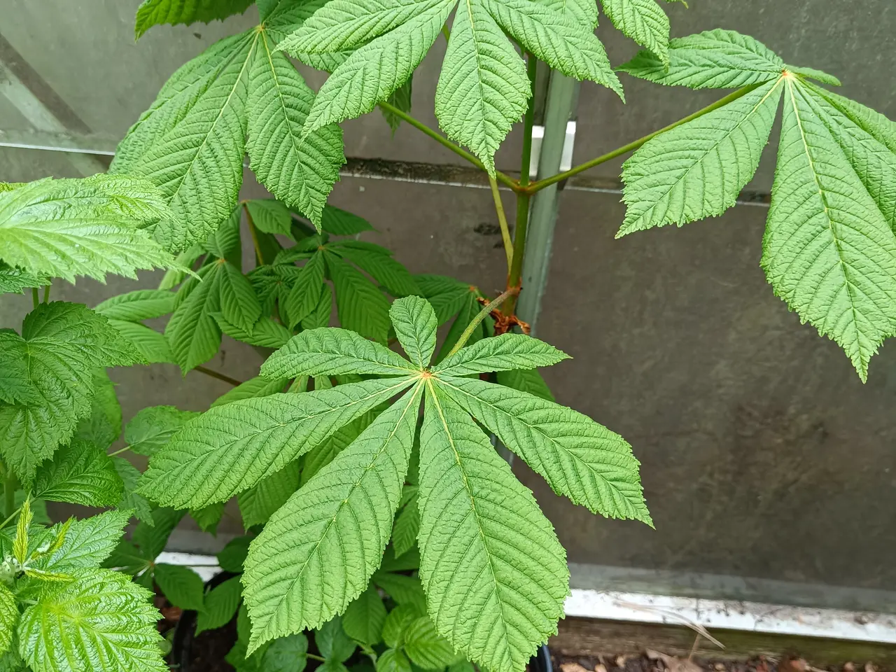 Billede 2 - Kastanje plante