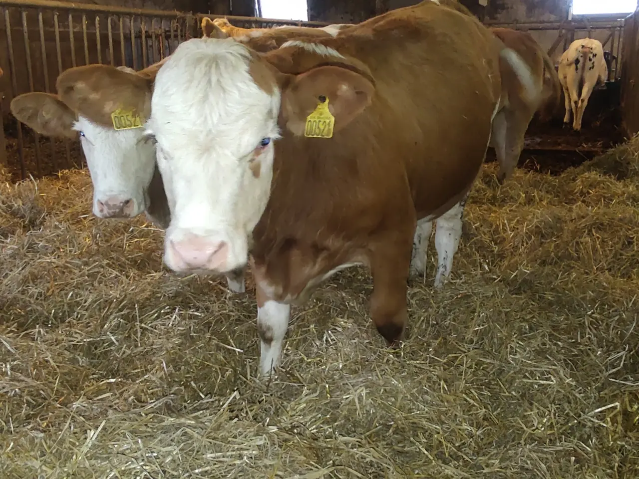 Billede 3 - Simmentaler kvier 