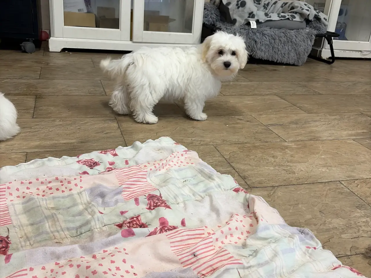 Billede 12 - 1 Maltipoo pige er rejse klar nu !