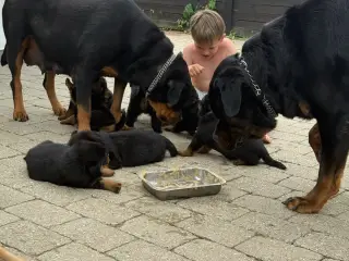 Store og sund Rottweiler hvalpe søger nyt hjem - 5