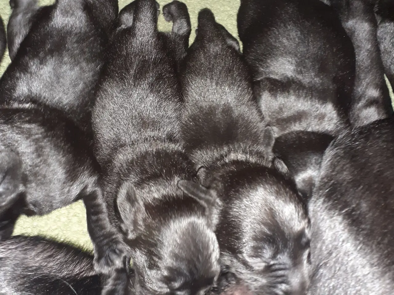 Billede 1 - F1 Labrador hvalpe
