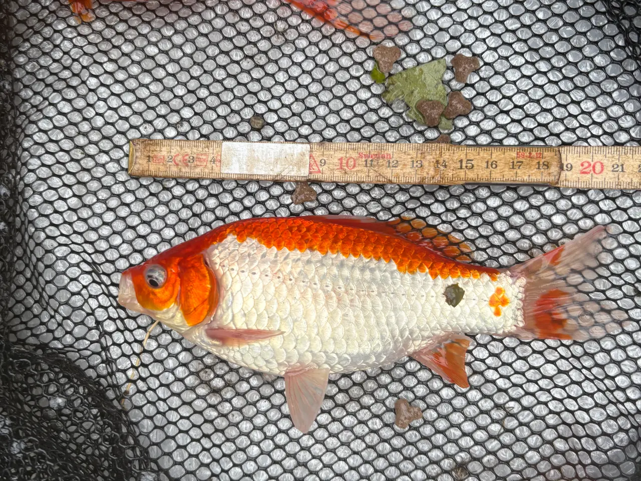 Billede 12 - Fisk / guldfisk 