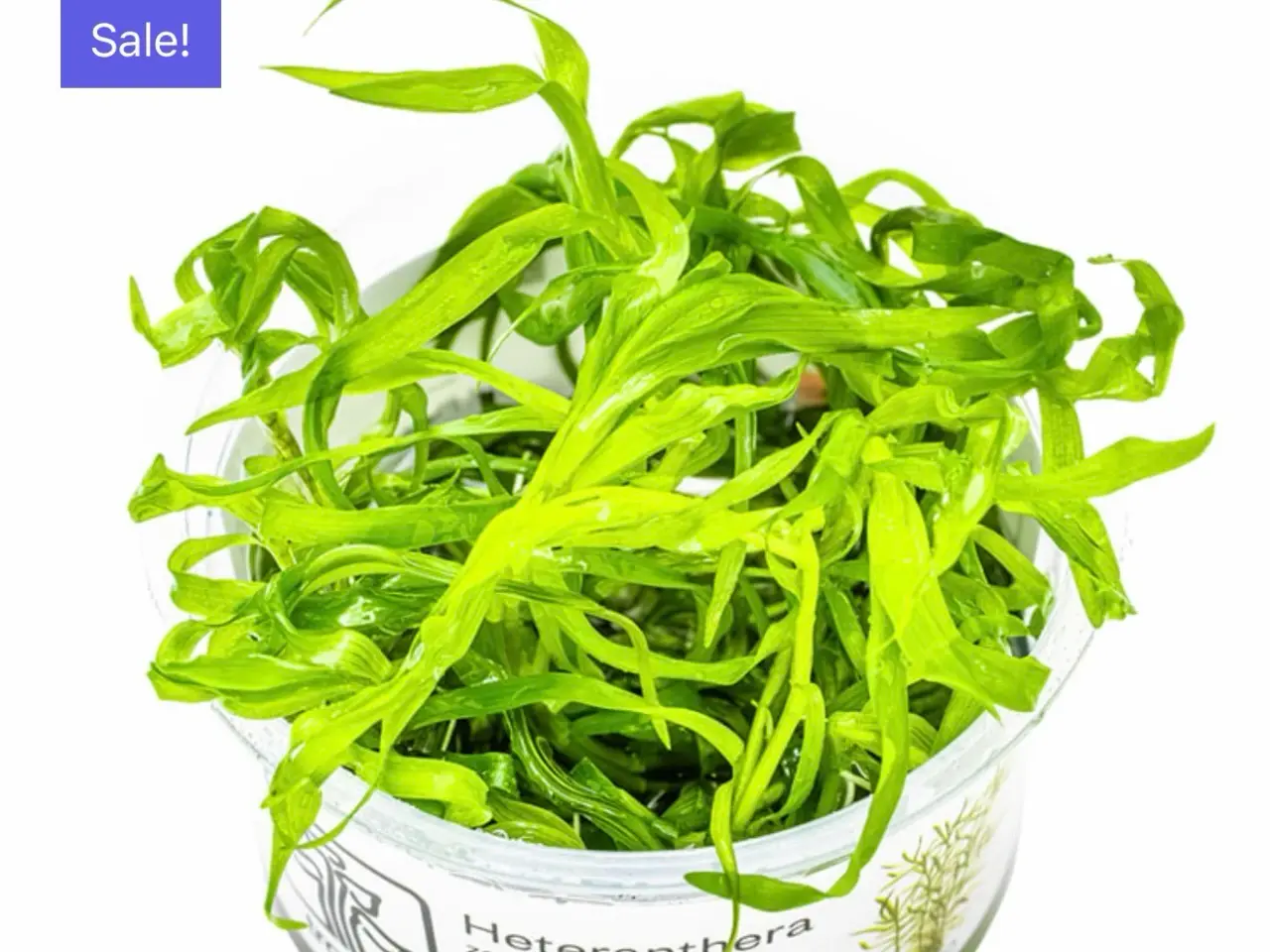 Billede 2 - Flotte 1.2 grow akvarie planter