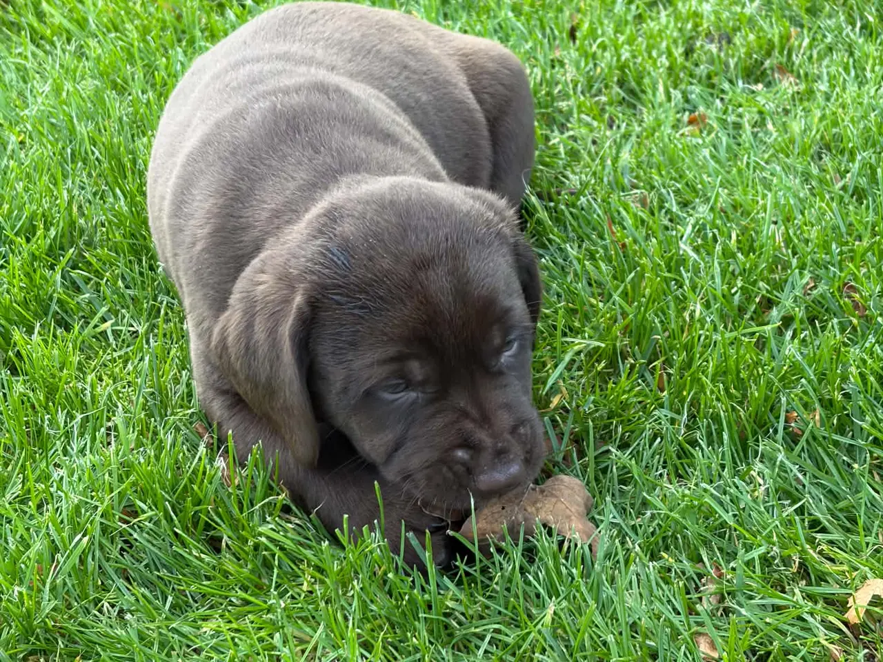 Billede 4 - ægte brune Labrador hvalpe sælges