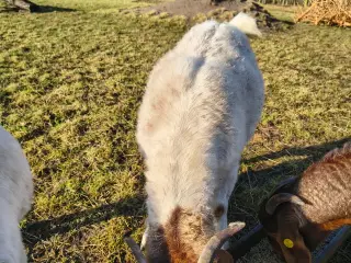 2 stk boergeder kasterater