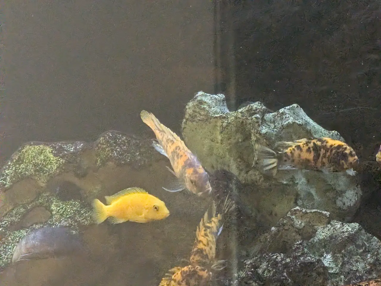 Billede 3 - Fisk