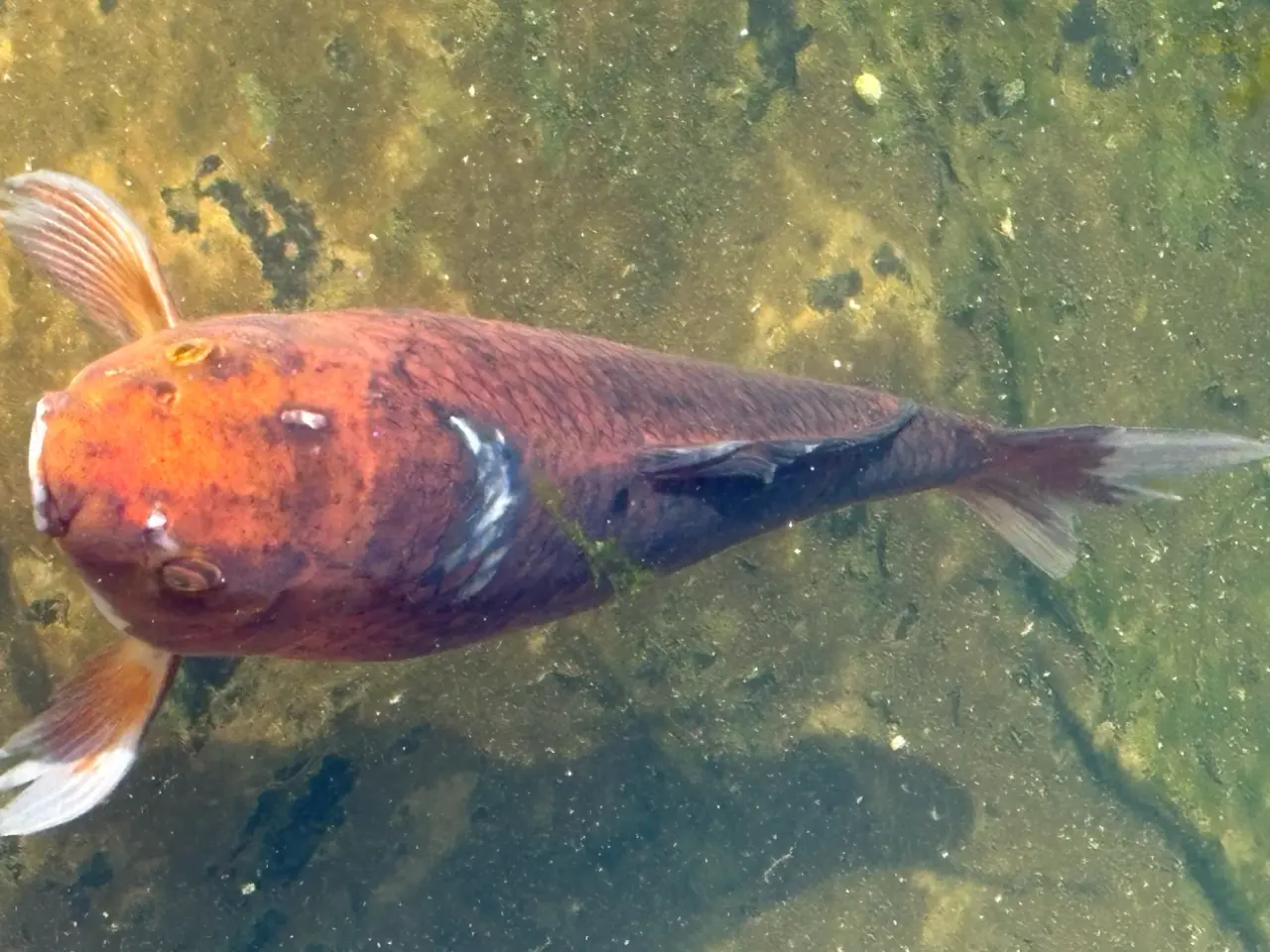 Billede 2 - 5 STORE KOI SAMLET
