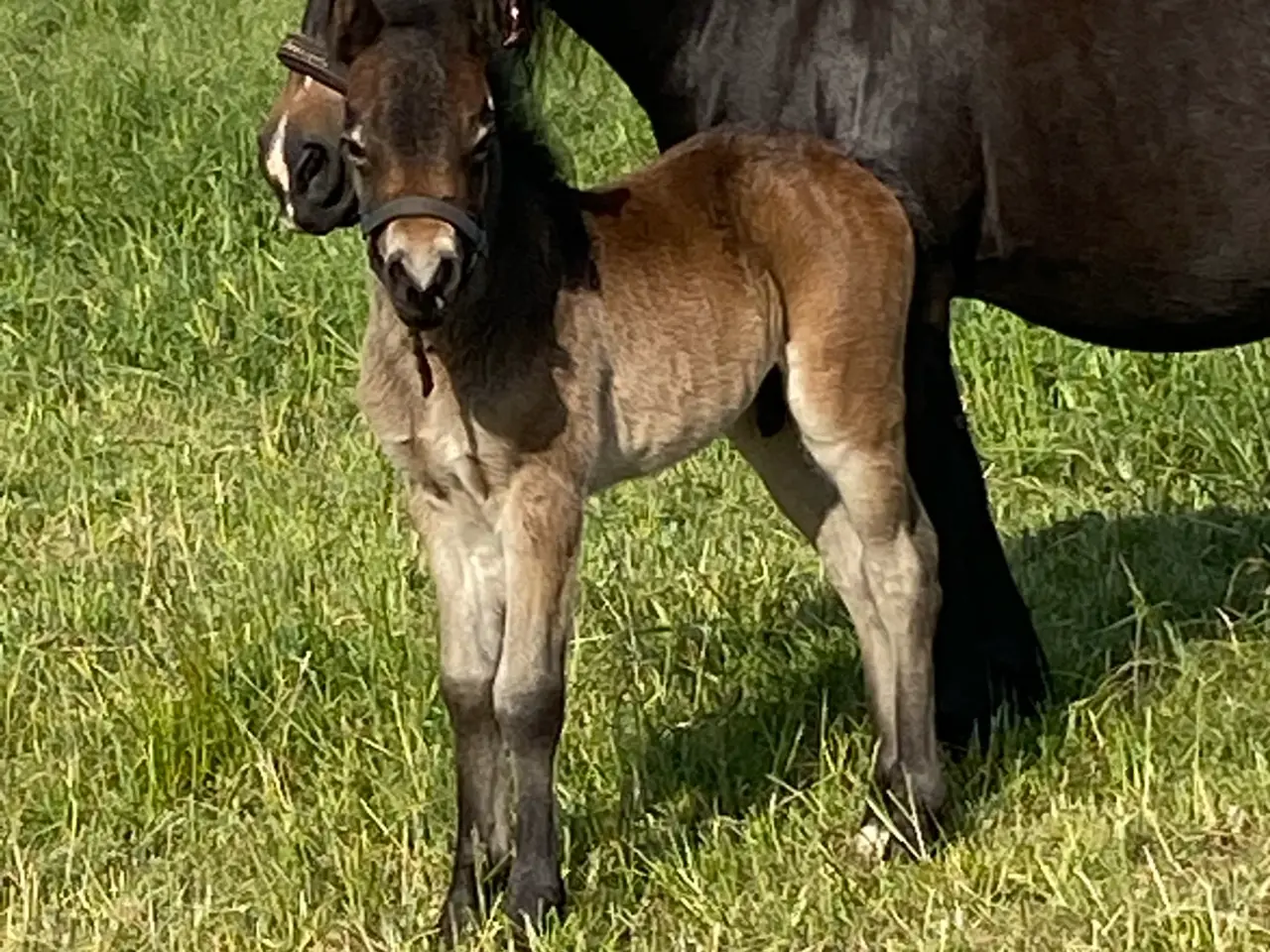 Billede 5 - Dartmoor vallak 3 år