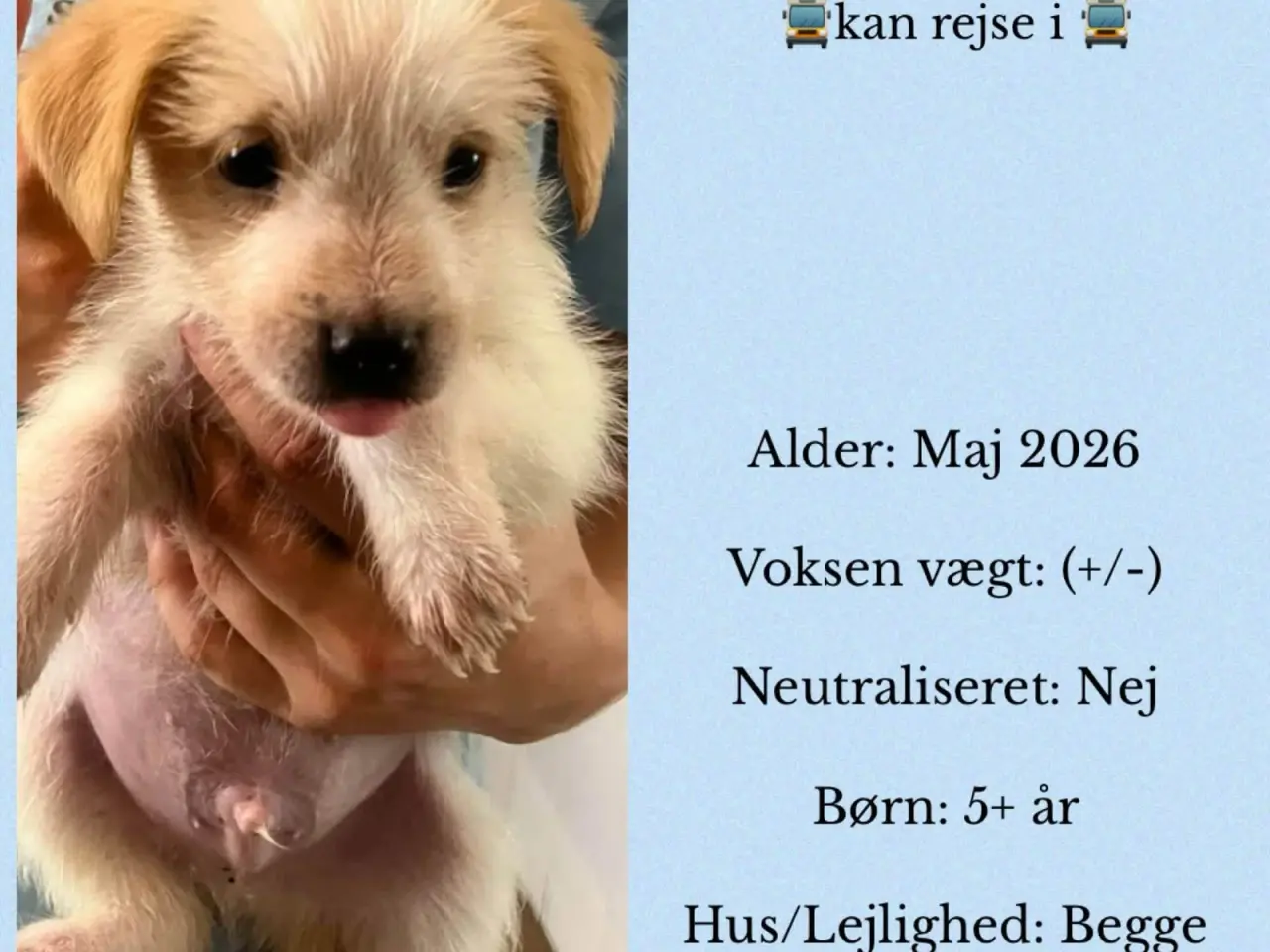Billede 2 - Nutmeg drømmer om familie 