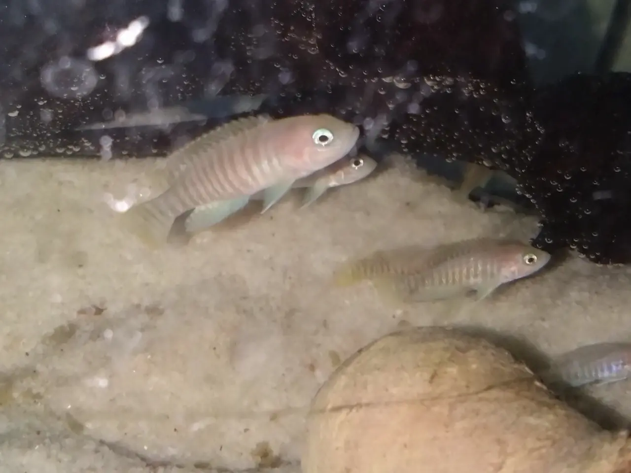 Billede 3 - Neolamprologus Multifasciatus sneglehus cichlider