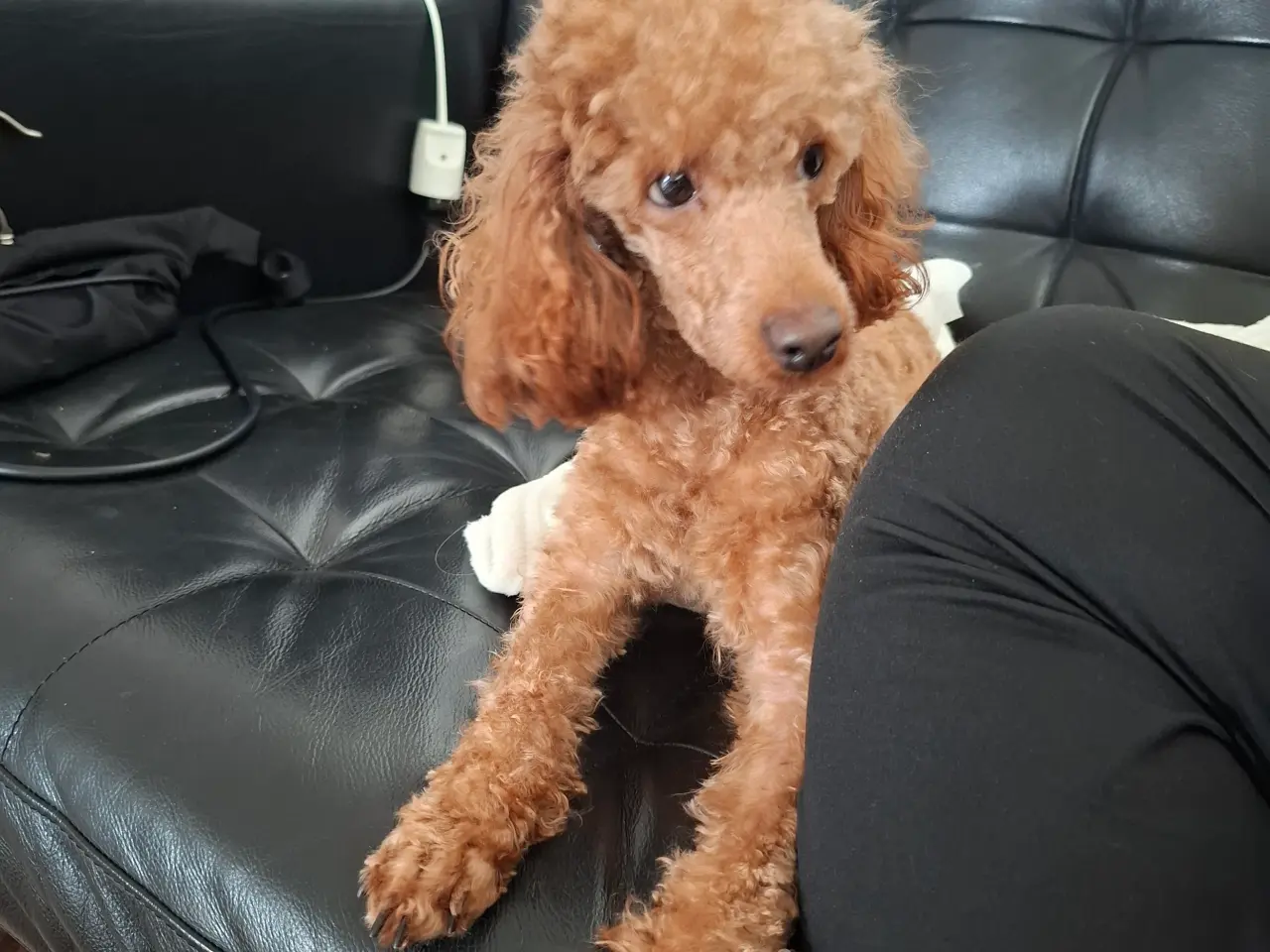 Billede 4 - Dværg hanhunde til paring på vores adresse 