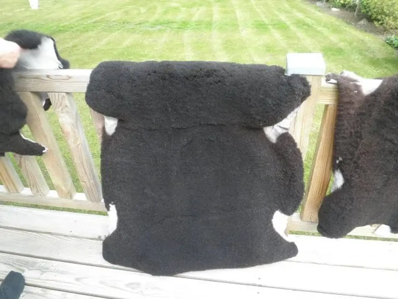Billede 1 - Lammeskind Zwartbles 