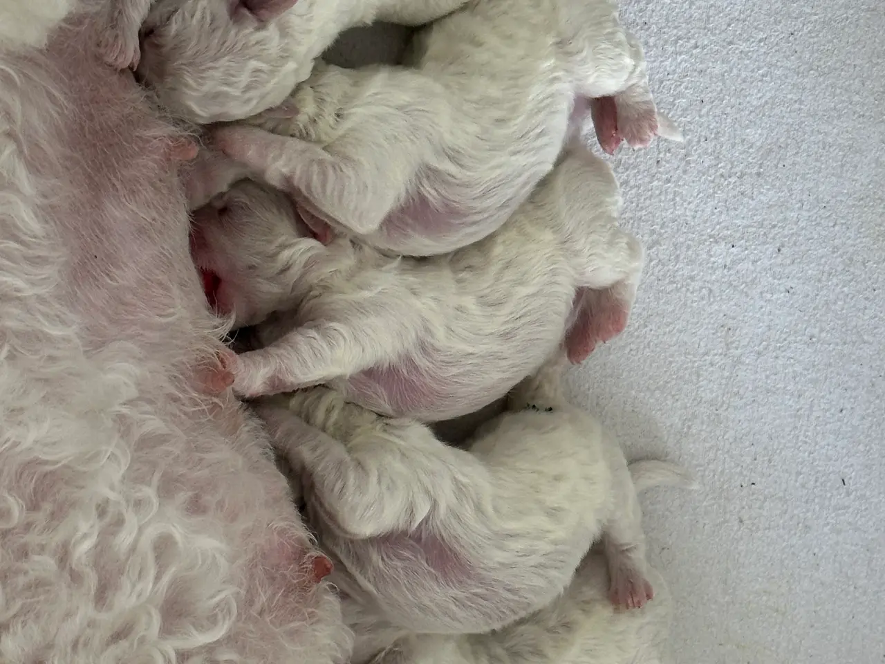 Billede 3 - Bichon Frise hvalp