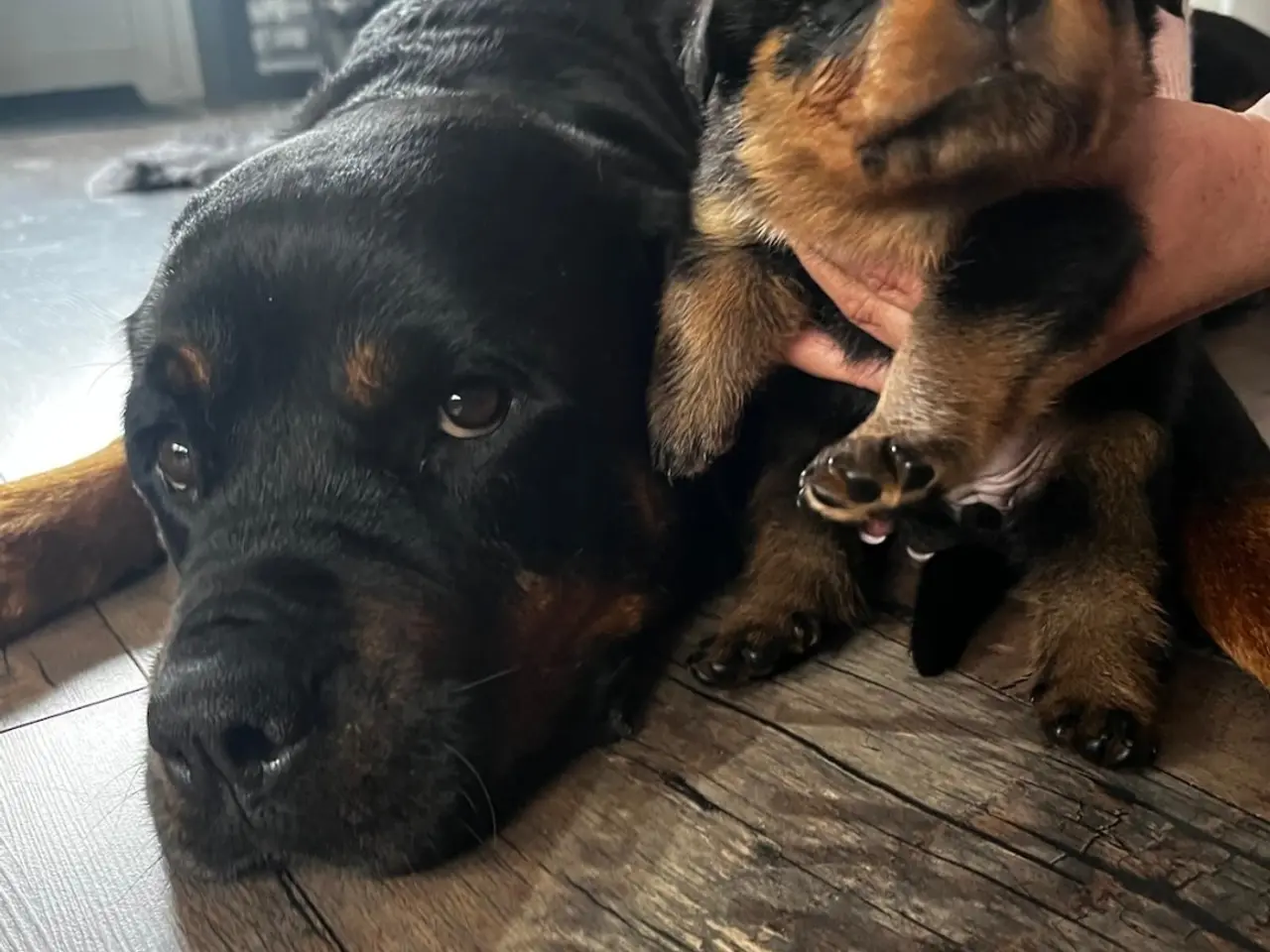 Billede 5 - Rottweiler hvalpe 3 uger