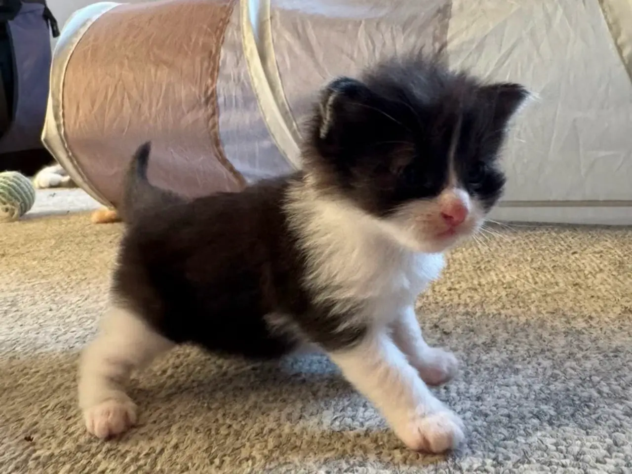 Billede 15 - 🖤Nuttet Maine Coon/Ragdoll hankilling🖤