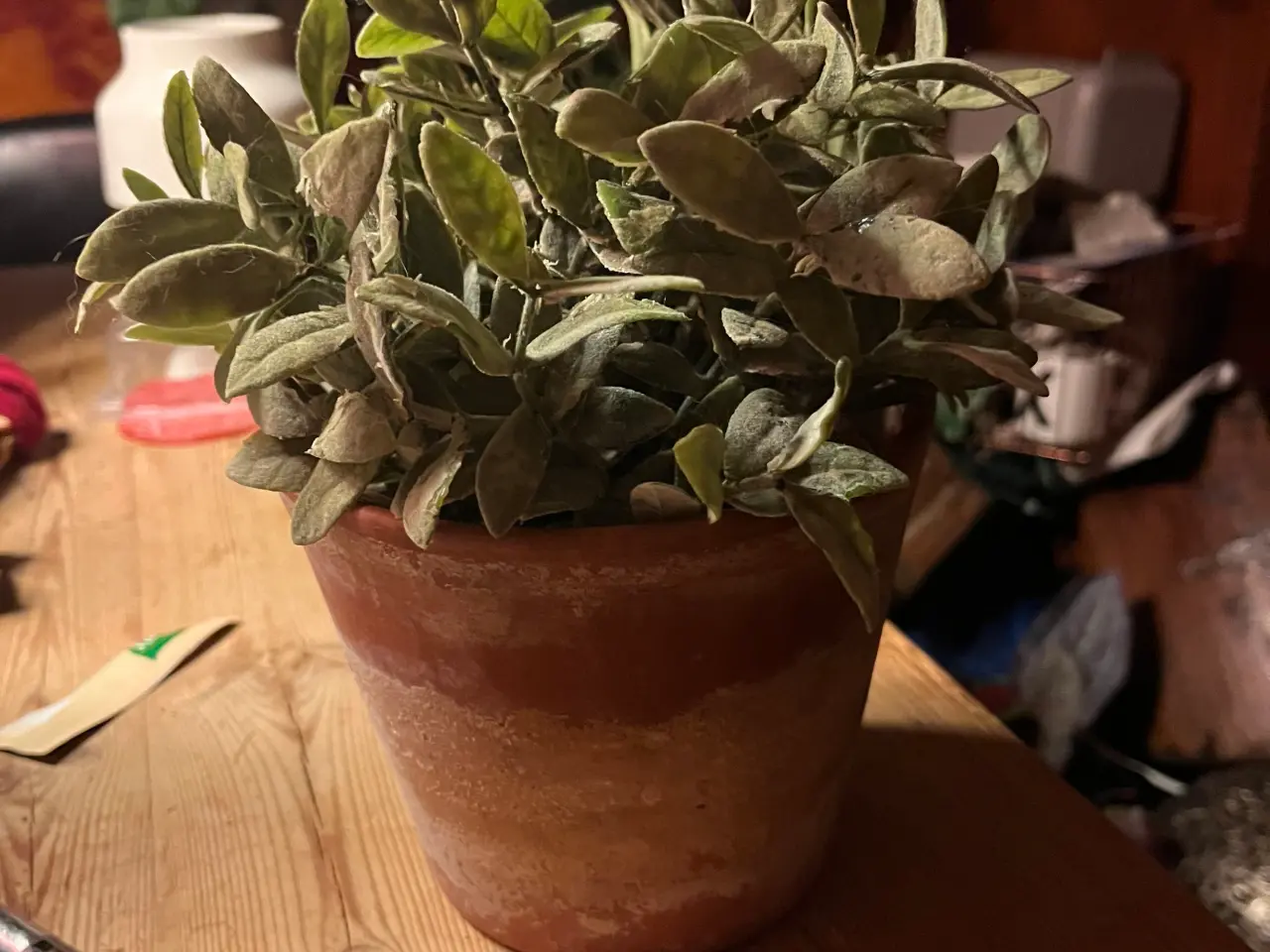 Billede 1 - Kunstig plante i krukke - BYD!