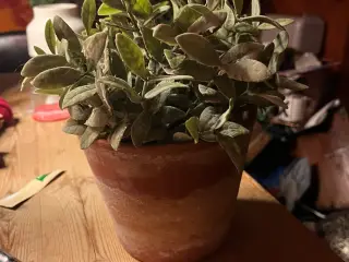 Kunstig plante i krukke - BYD!