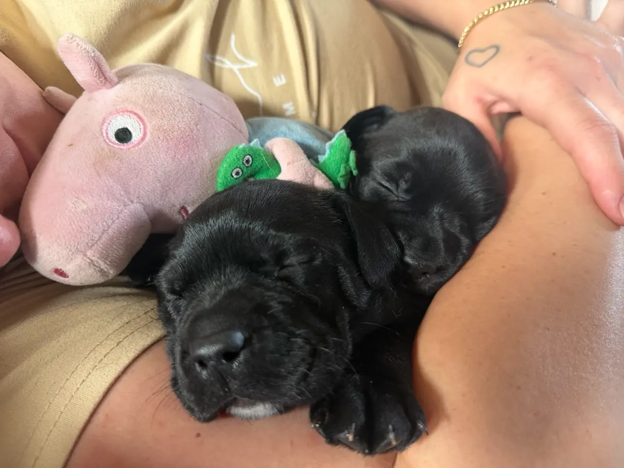 Billede 5 - 🐶 2 skønne hanhvalpe søger deres nye familier ❤️
