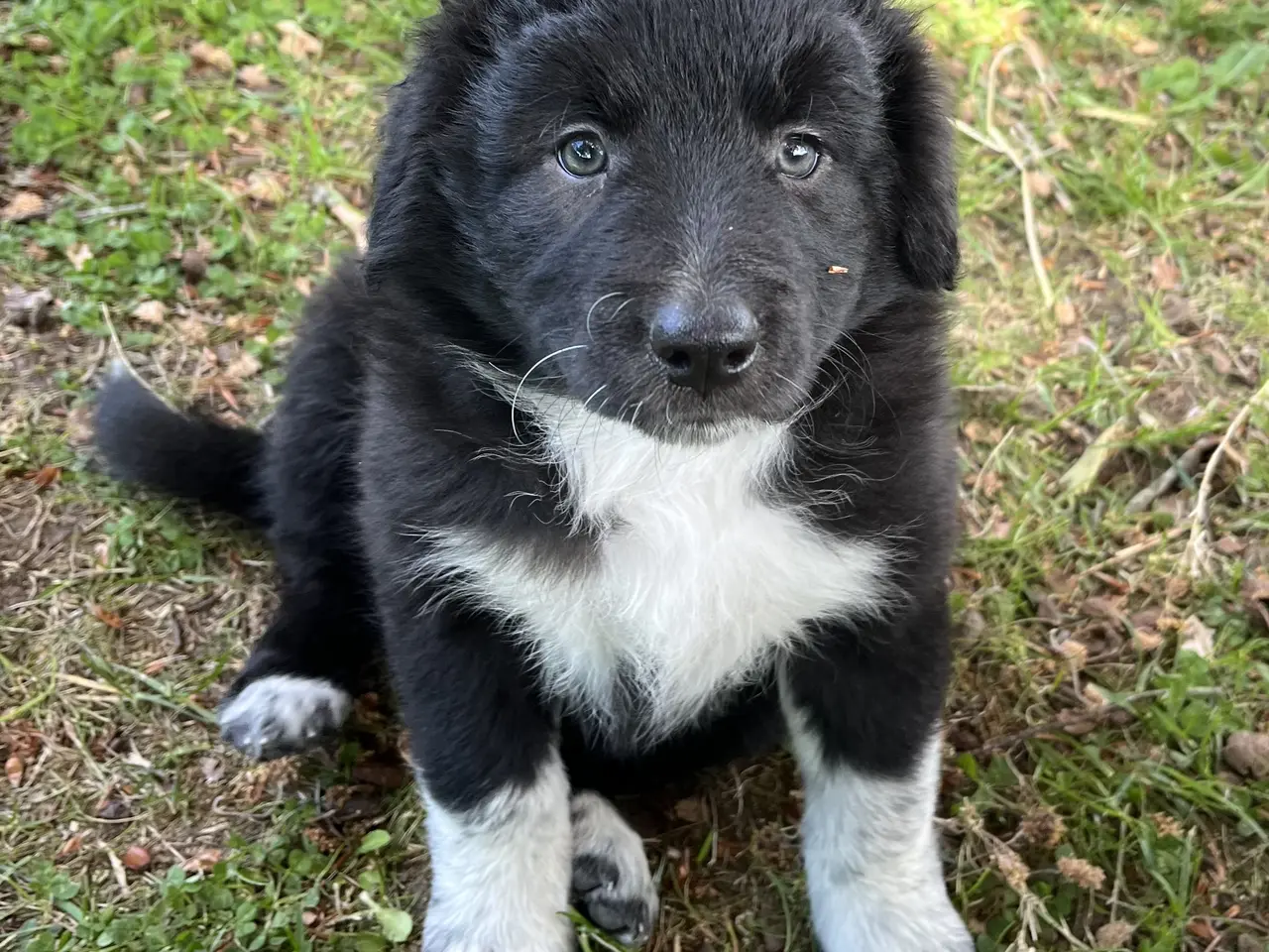 Billede 2 - Border Aussie hvalpe