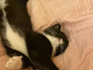 Verdens sødeste katte killing søger nyt hjem