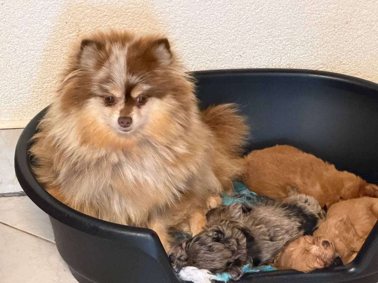 Billede 6 - Små skønne Pomapoo hvalpe ❤️🐾