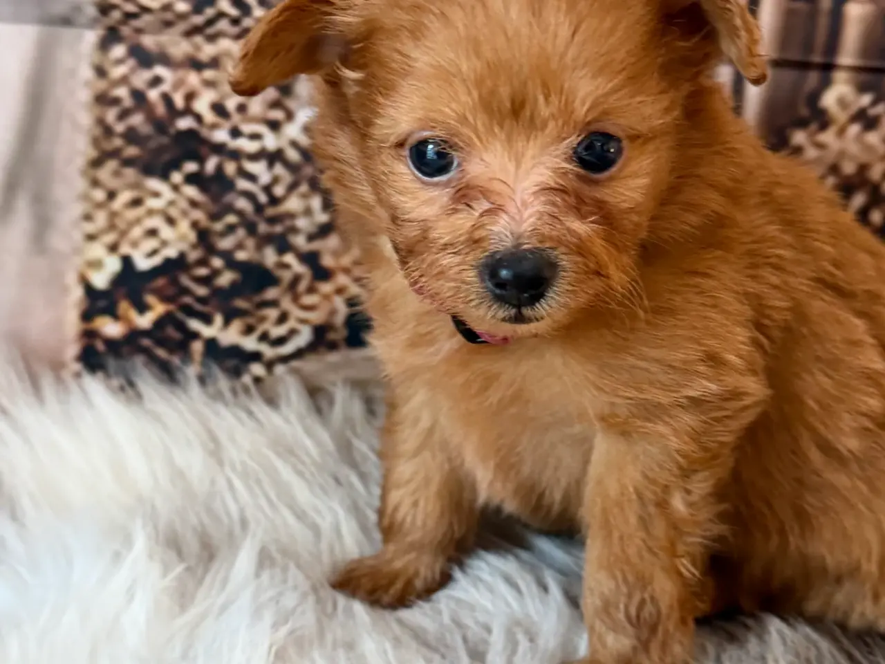 Billede 13 - Små skønne Pomapoo hvalpe ❤️🐾