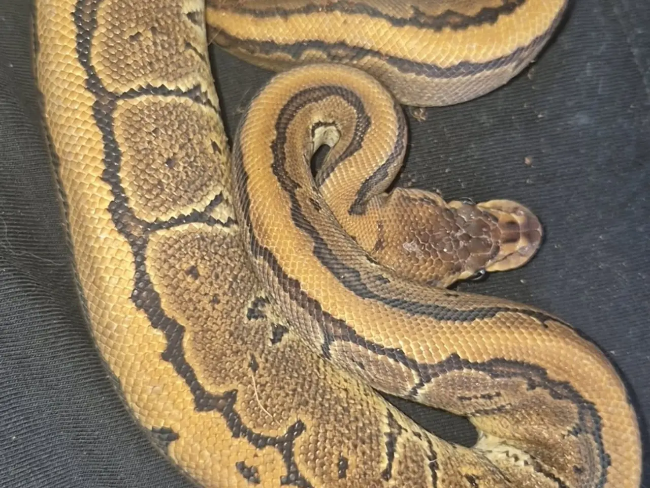 Billede 4 - Pinestripe 66% DH Lavender albino pied