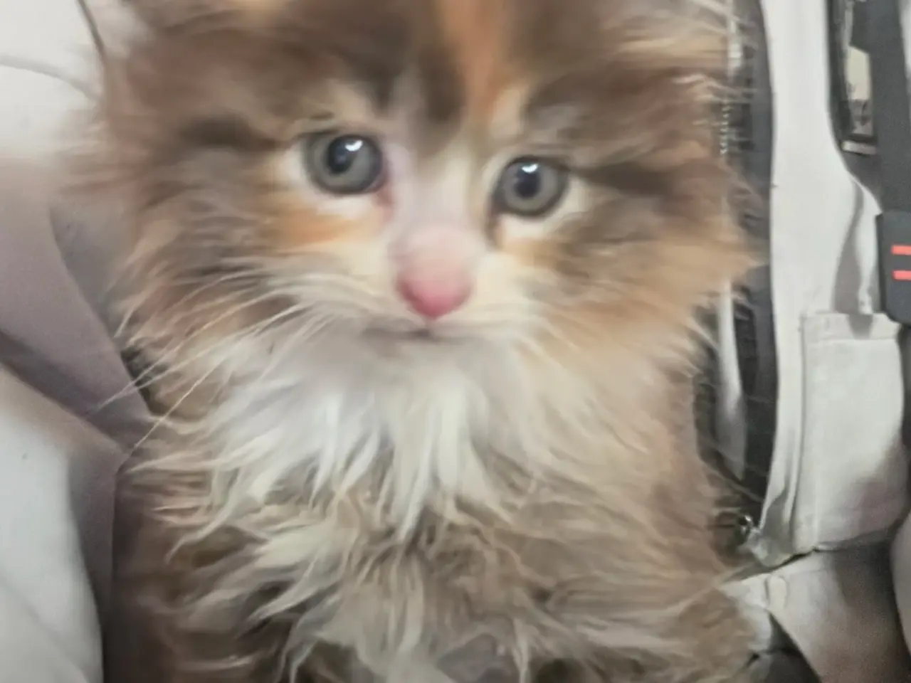 Billede 1 - Poly maine coon