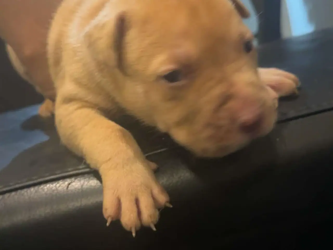 Billede 8 - 10 stk hvalpe (American bully xl)