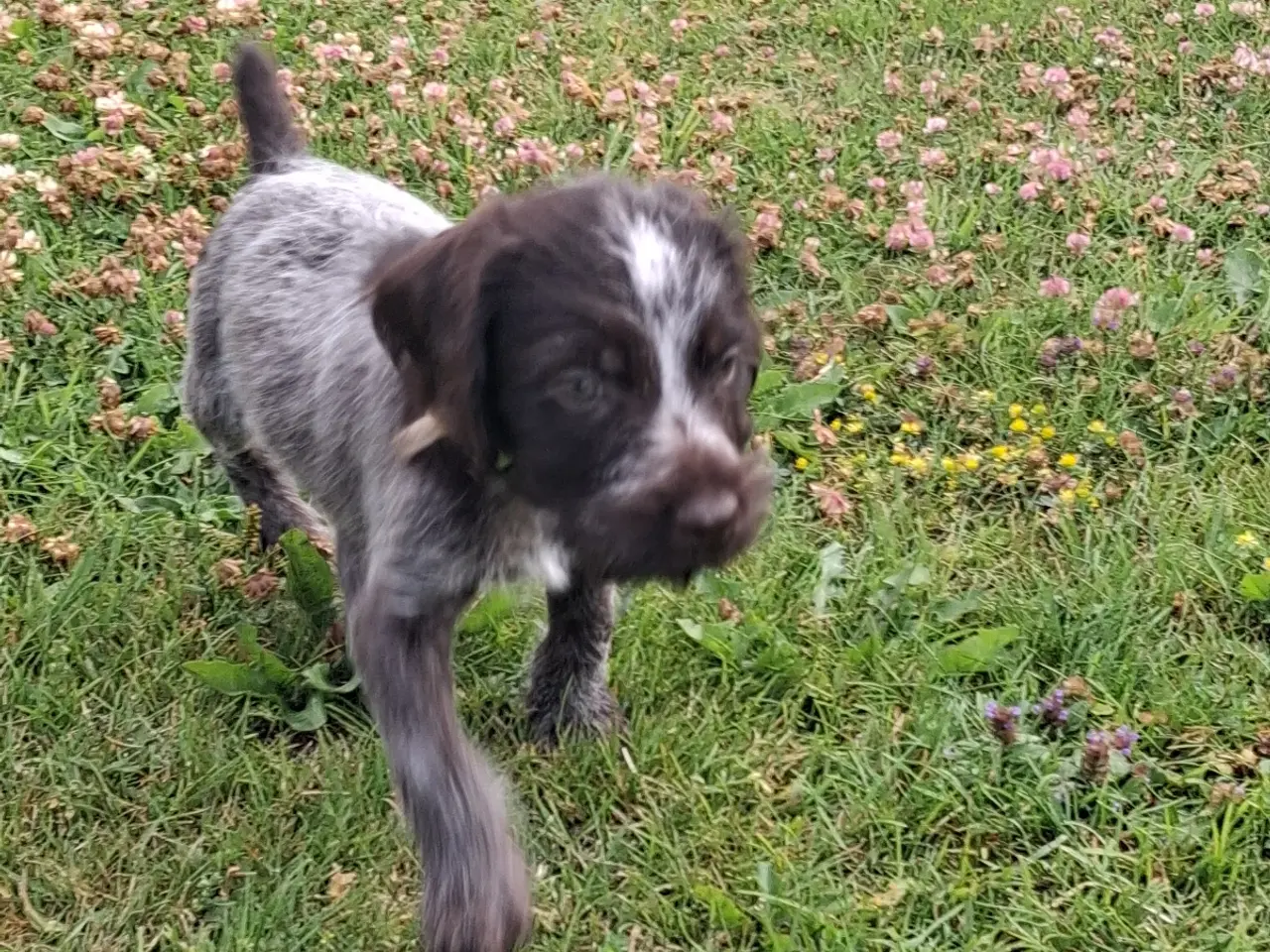 Billede 8 - Ruhåret hønsehund hvalpe
