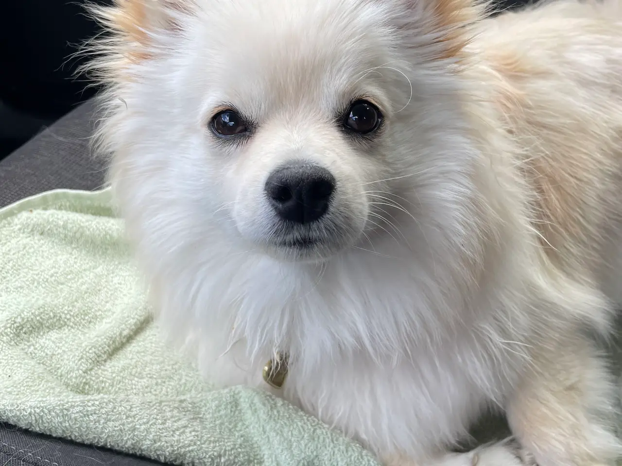 Billede 4 - Skøn Pomchi på 9 mdr