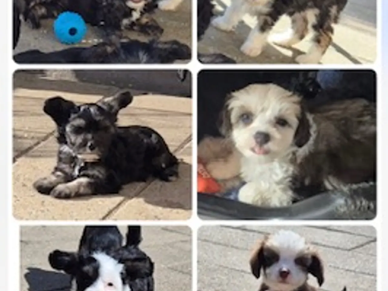 Billede 10 - Chinese Crested Powder Puff hvalpe