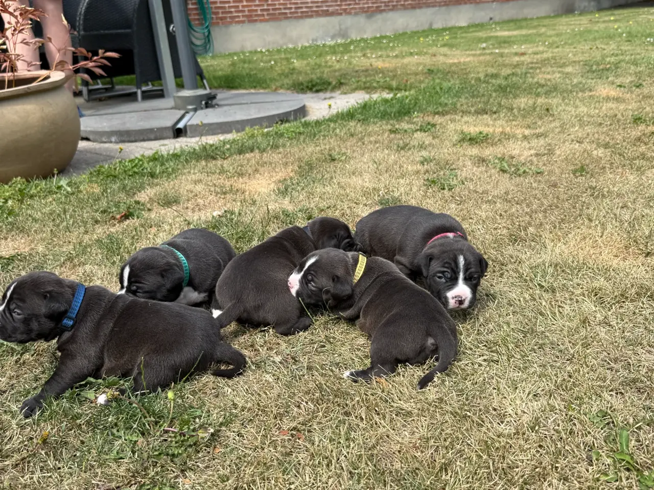 Billede 9 - Pocket Bully hvalpe