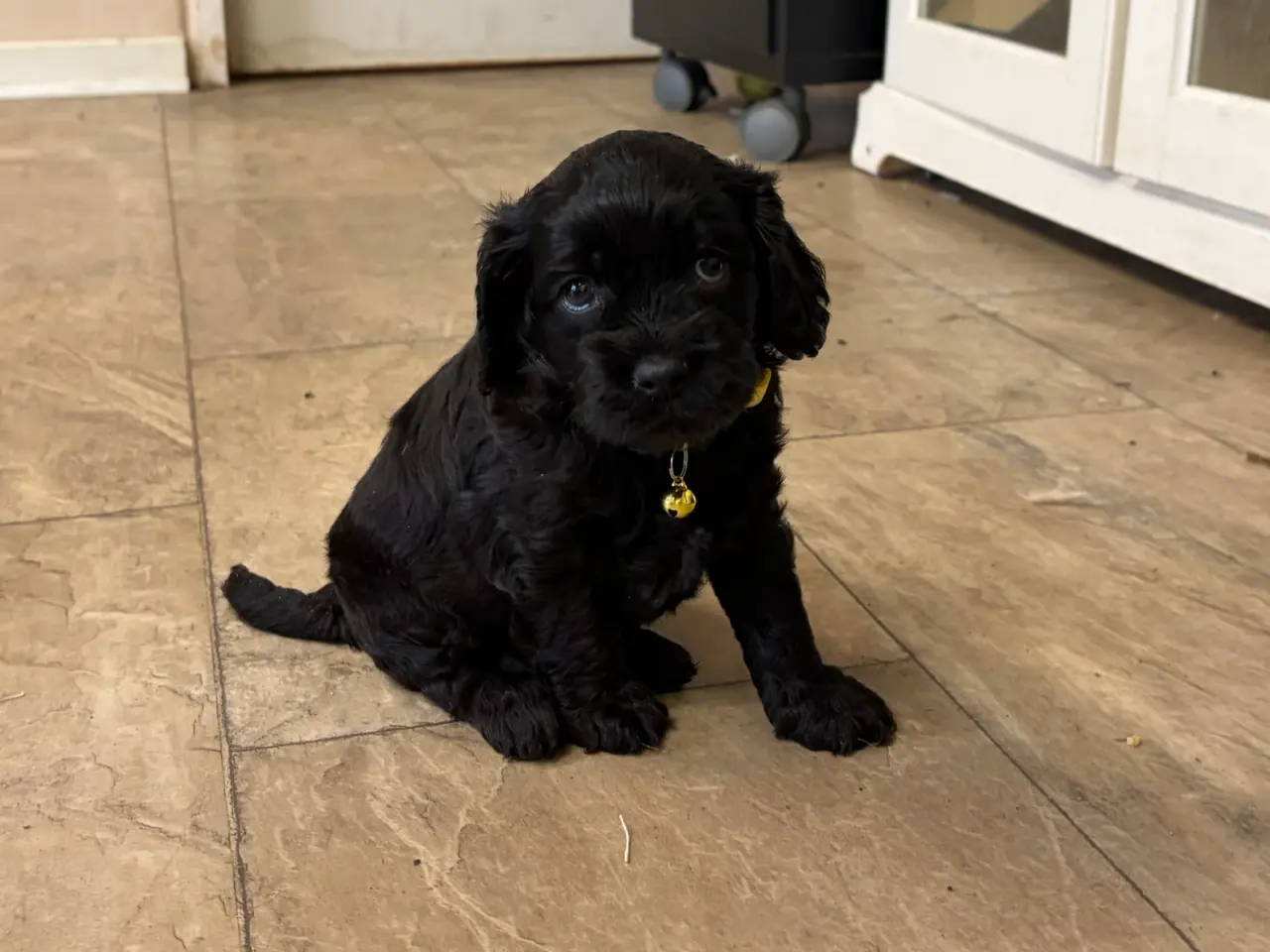 Billede 3 - De smukkeste F1 Cavapoo babyer