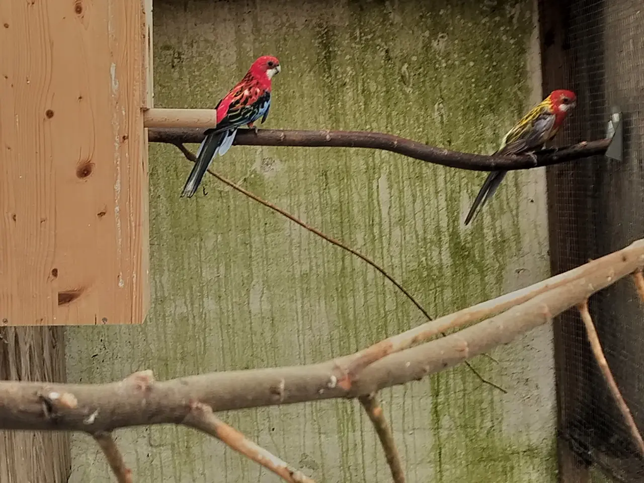 Billede 1 - Rosella 