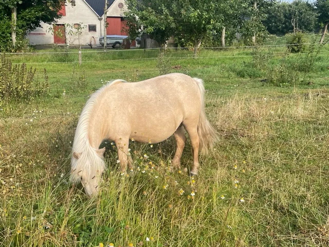 Billede 5 - Palomino hoppe og hingsteføl
