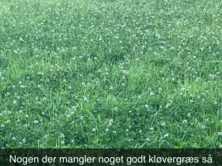 Ko wrap kløvergræs