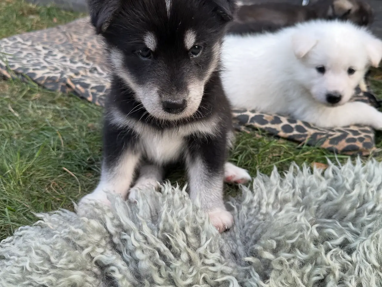 Billede 7 - Blandingshvalpe Husky / Malamute/ Samojede