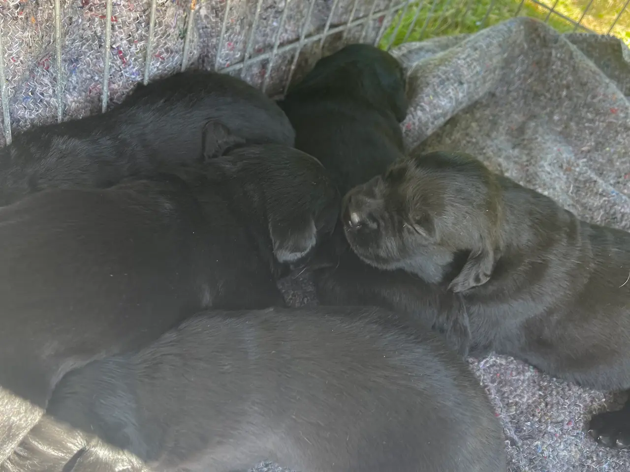 Billede 4 - Hundehvalpe til salg