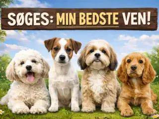 Søger min bedste ven 🐶❤️