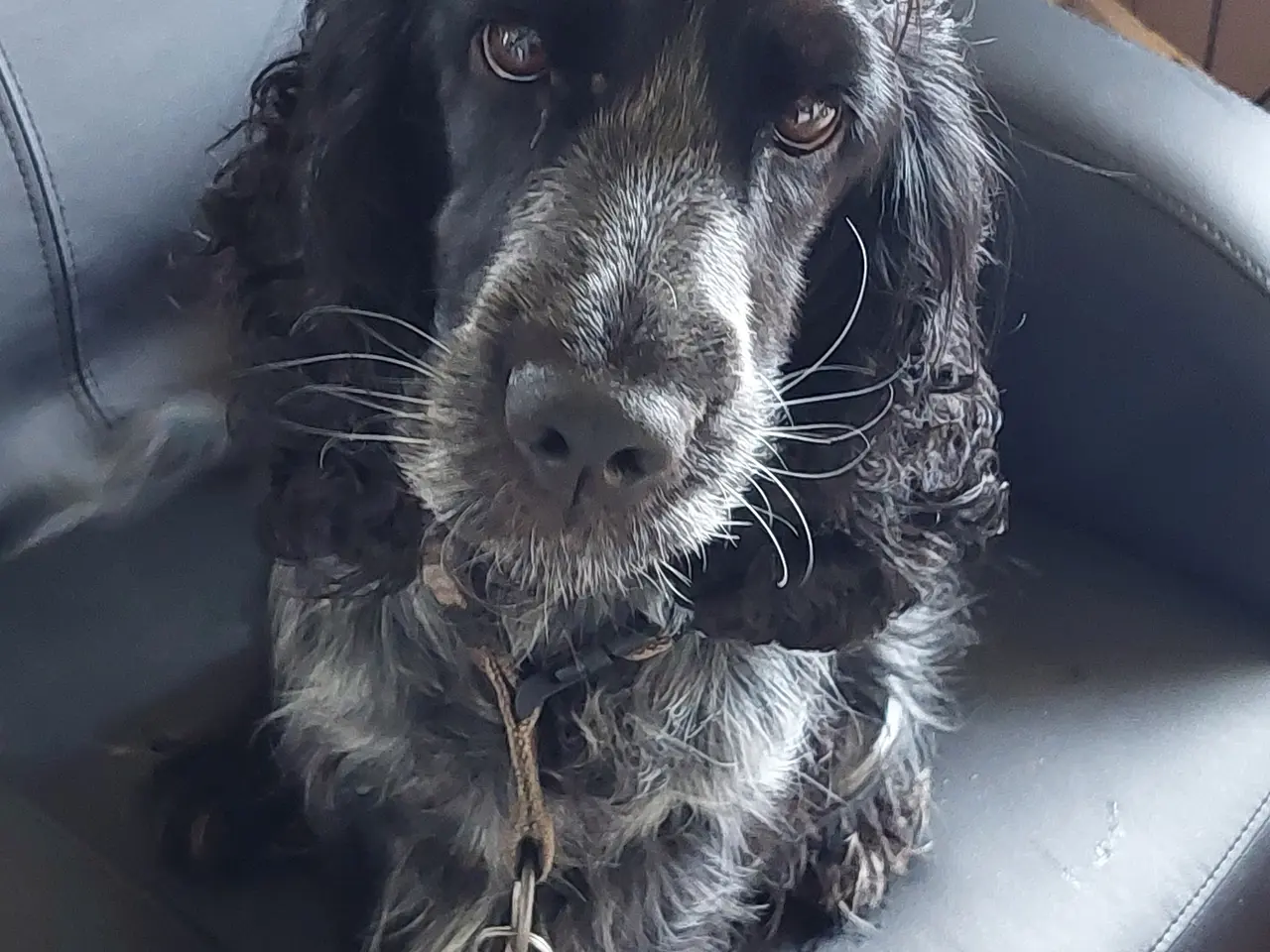 Billede 3 - 2 Engelsk cockerspaniel/Border Collie mix hvalpe