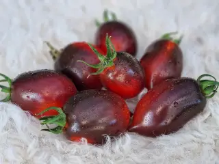 Tomatfrø - 300 sorter!!!