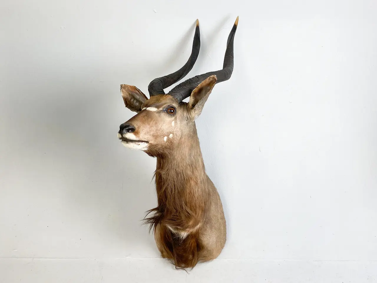 Billede 1 - Skuldermonteret Nyala jagttrofæ