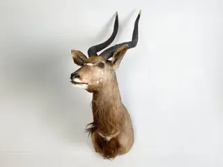 Skuldermonteret Nyala jagttrofæ