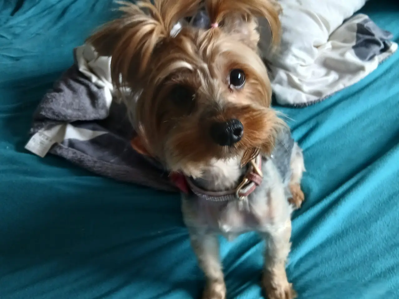Billede 5 - 3 drenge Yorkshire Terrier